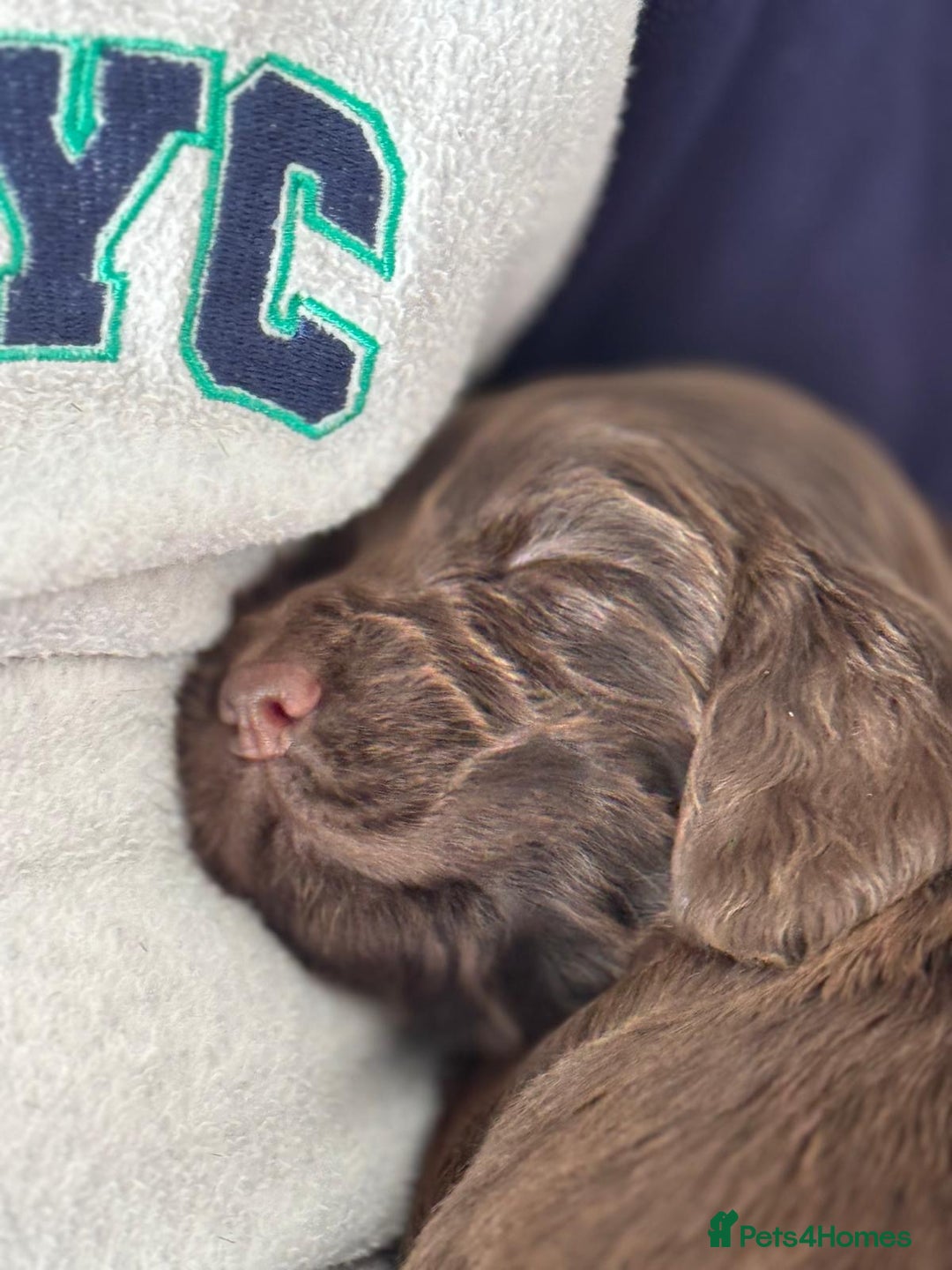 Cocker Spaniel dogs for sale: Cocker spaniel puppies - Image 10