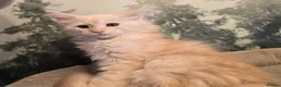 Maine Coon cats for sale: Amazing pure bread Maine Coons kittens  - Advert 3