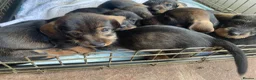 Dachshund dogs for sale: 3 beautiful boy wired haired sausages  - Advert 5