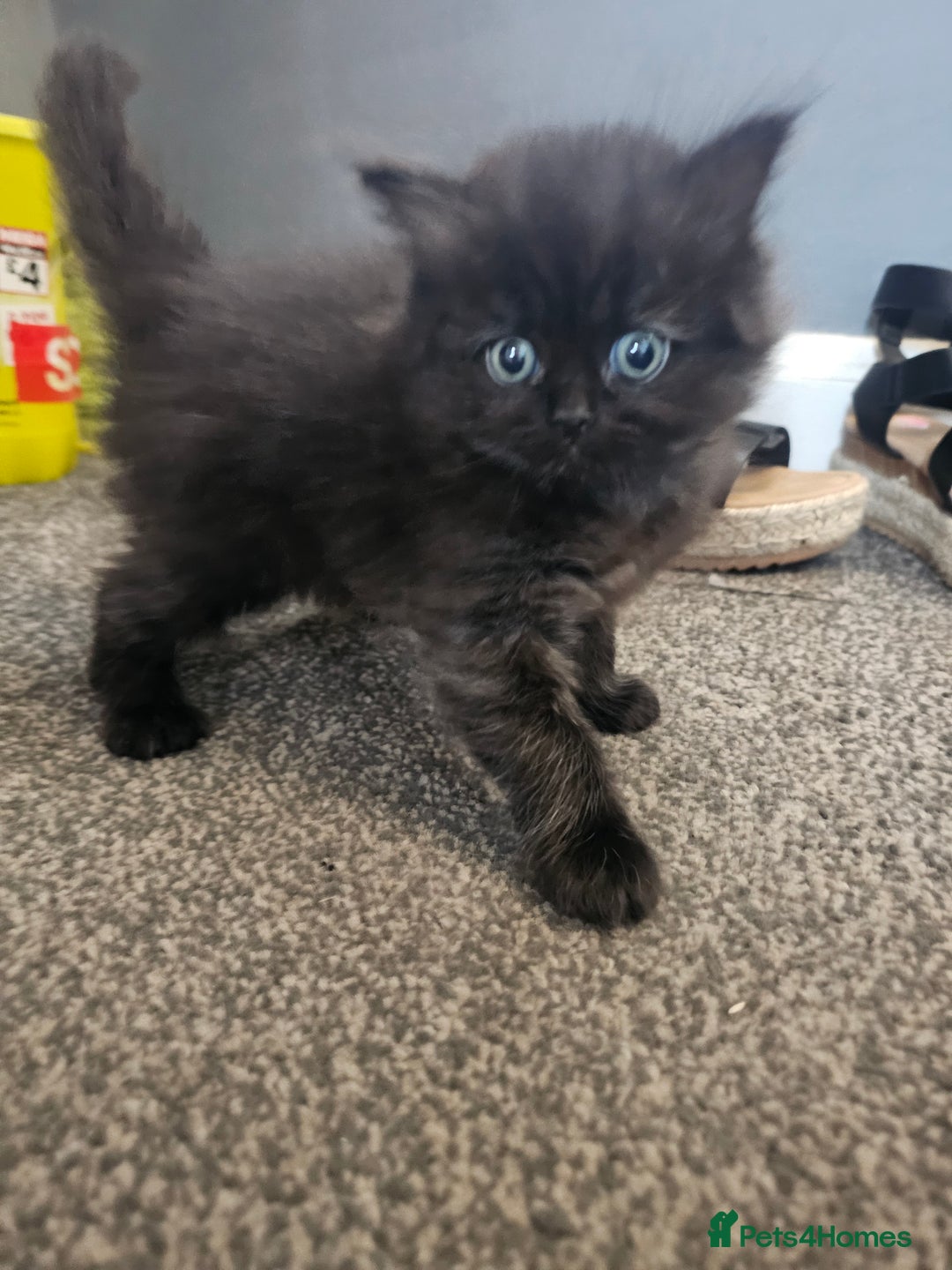 Persian cats for sale: Persian kittens for sale - Image 6