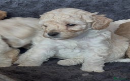 Poochon dogs for sale: Seriously gorgeous farm reared tiny puppies  - Image 24