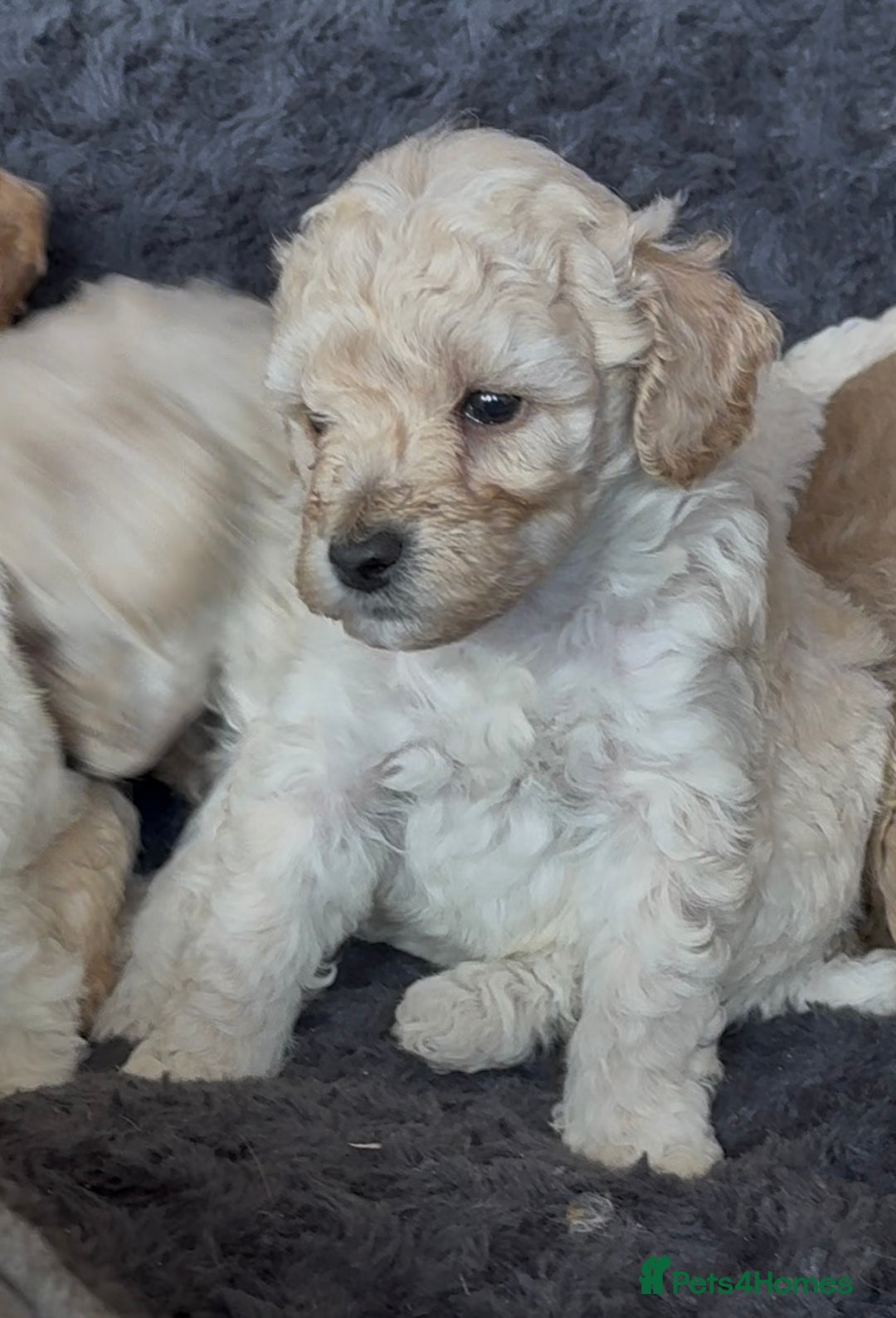 Poochon dogs for sale: Seriously gorgeous farm reared tiny puppies  - Image 24