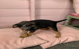 Border Terrier dogs for sale: Border terrier pups - Image 6