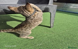 Mixed Breed cats for sale: Beautiful girl kitten  - Image 5