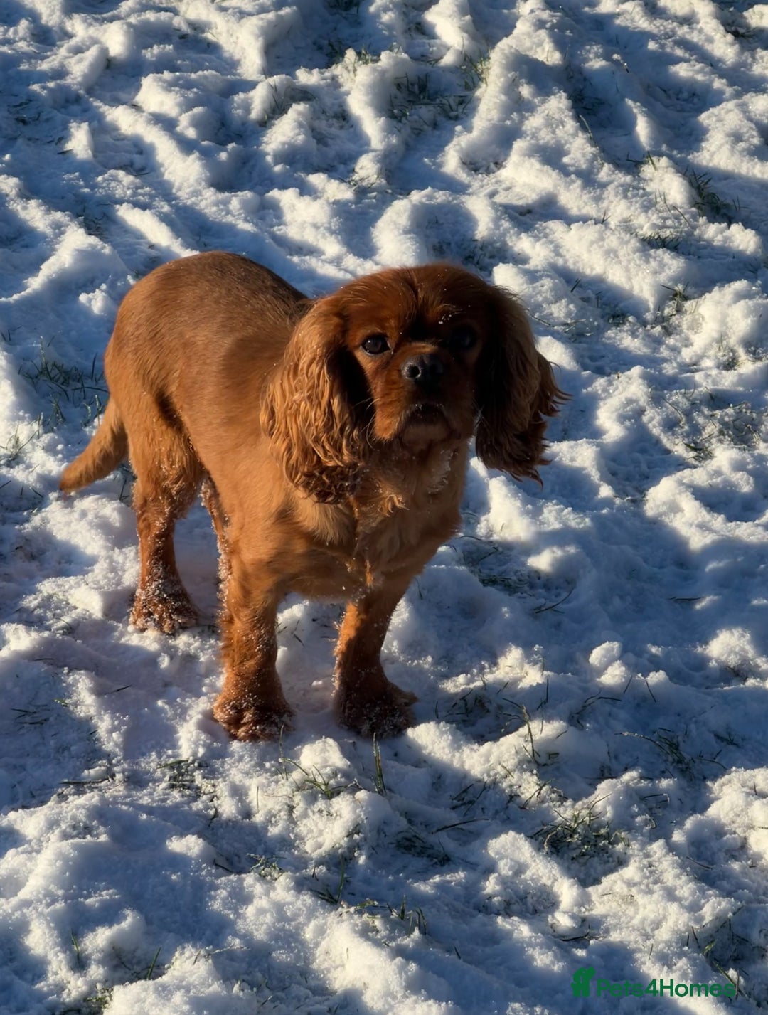 Cavalier King Charles Spaniel dogs for stud: KC REG HEALTH TESTED DARKRUBY CAVALIER PROVEN STUD - Advert 6