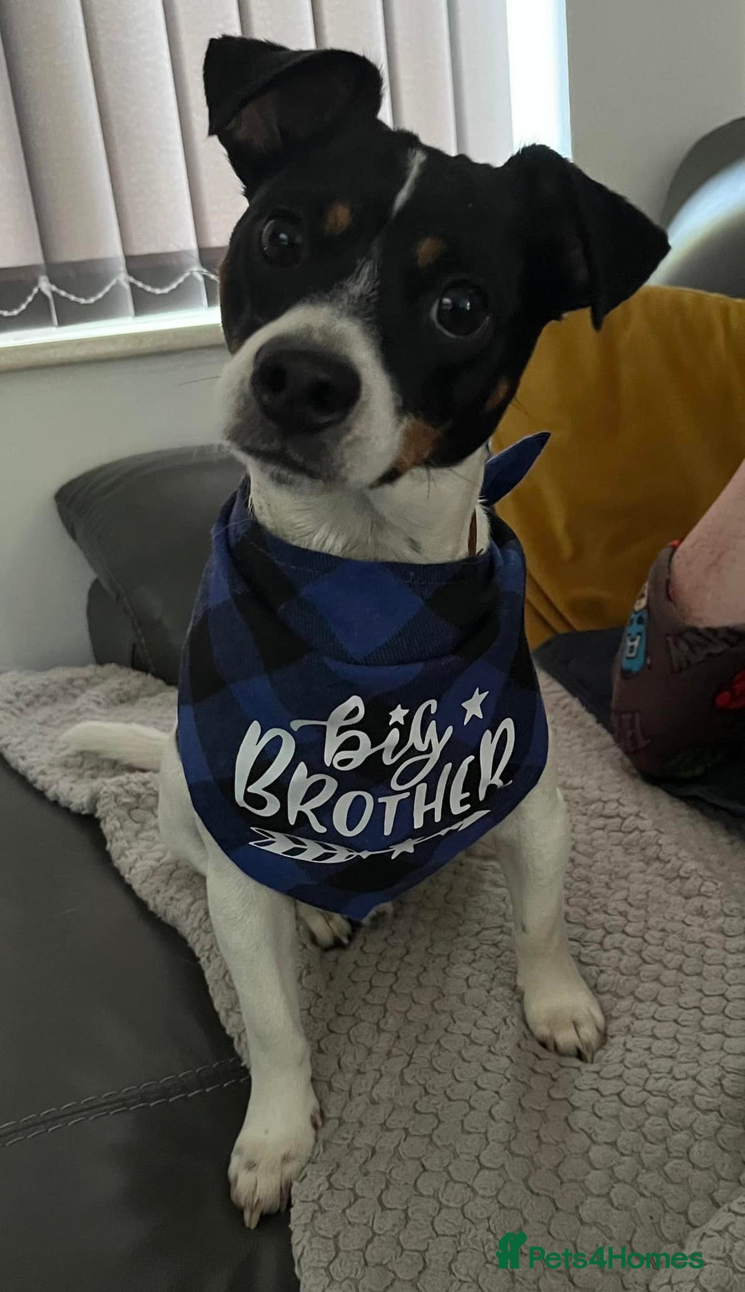 Jack Russell dogs for sale: 5-Year-Old Jack Russell Terrier Needs New Home - Image 4