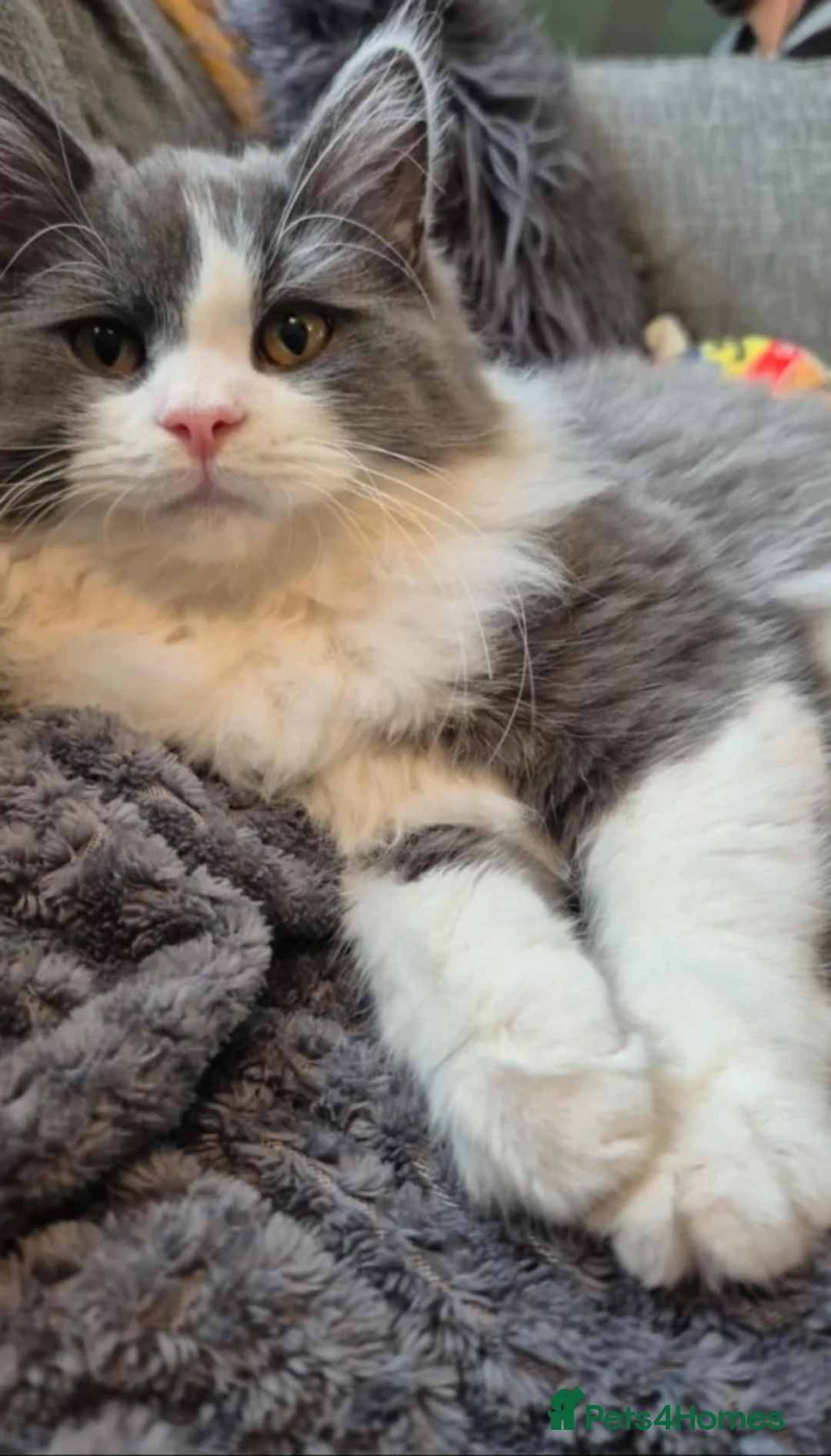 Norwegian Forest Cat cats for stud: Fluffy Romeo Seeking His Juliet – Meet Felix! in Bristol - Advert 13