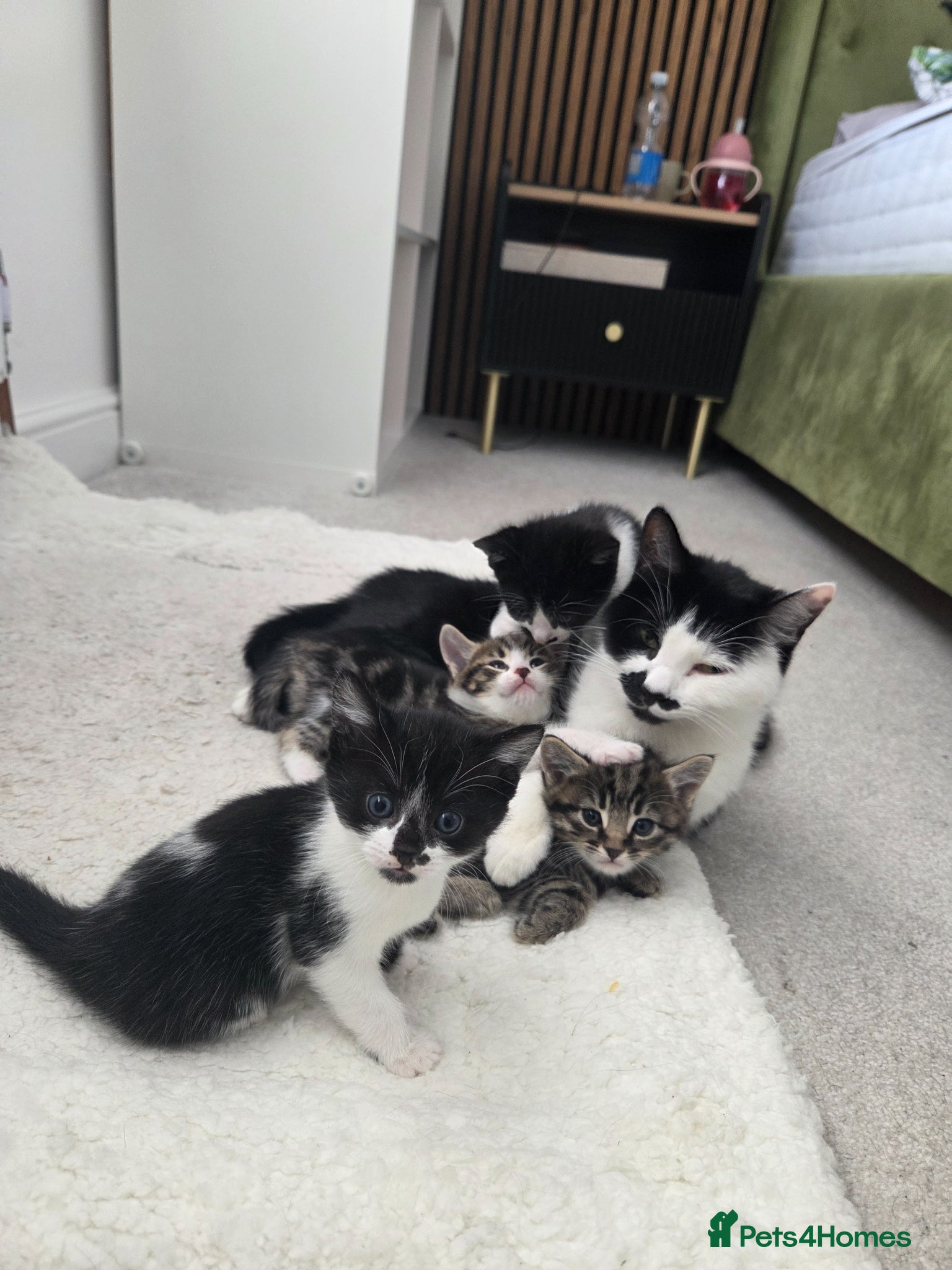 Mixed Breed cats Kittens for sale x5 - Advert 7