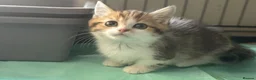 Munchkin cats for sale: Full Pedigree Munchkin Kittens - Advert 13