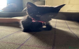 Mixed Breed cats for sale: 3 black British short haired x ragdoll kittens - Image 21