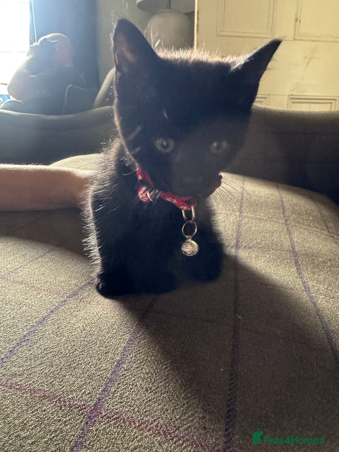 Mixed Breed cats for sale: 3 black British short haired x ragdoll kittens - Image 21