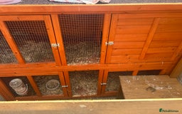 Mixed Breed rabbits for sale: 2 female rabbits  - Image 1
