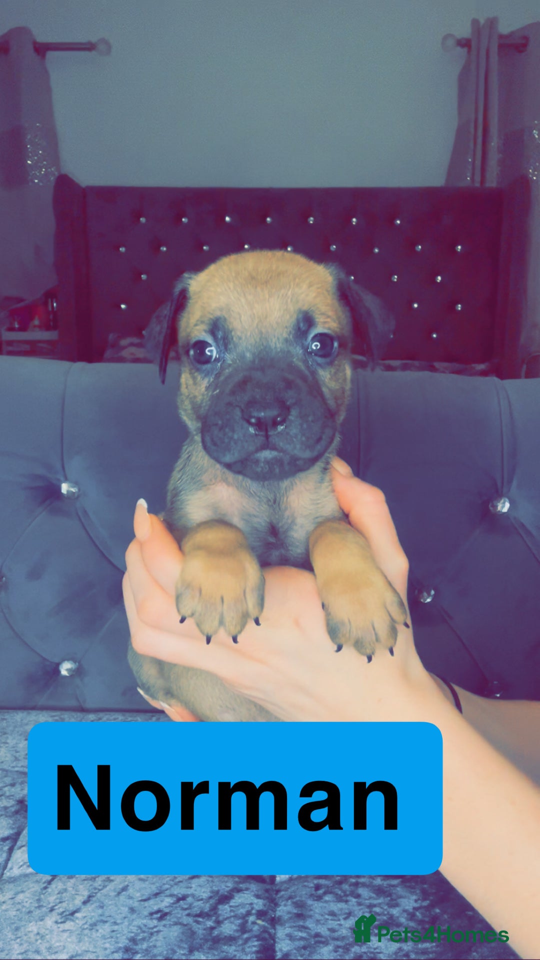 Mixed Breed dogs for sale: Mastiff puppies - Advert 38