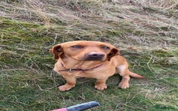 Goldador dogs for sale: Fox red goldador puppies ❤️ - Image 20