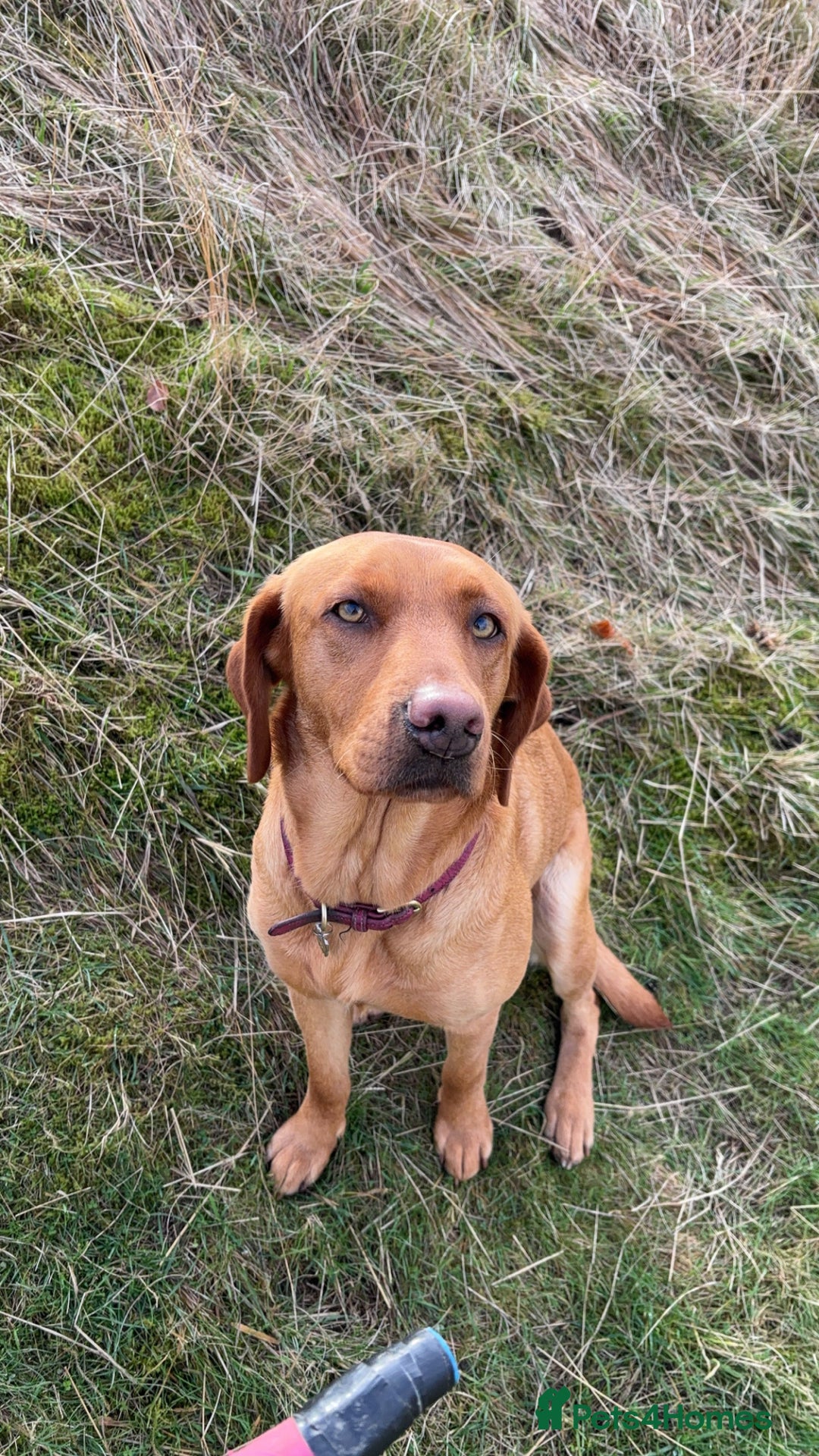 Goldador dogs for sale: Fox red goldador puppies ❤️ - Image 20