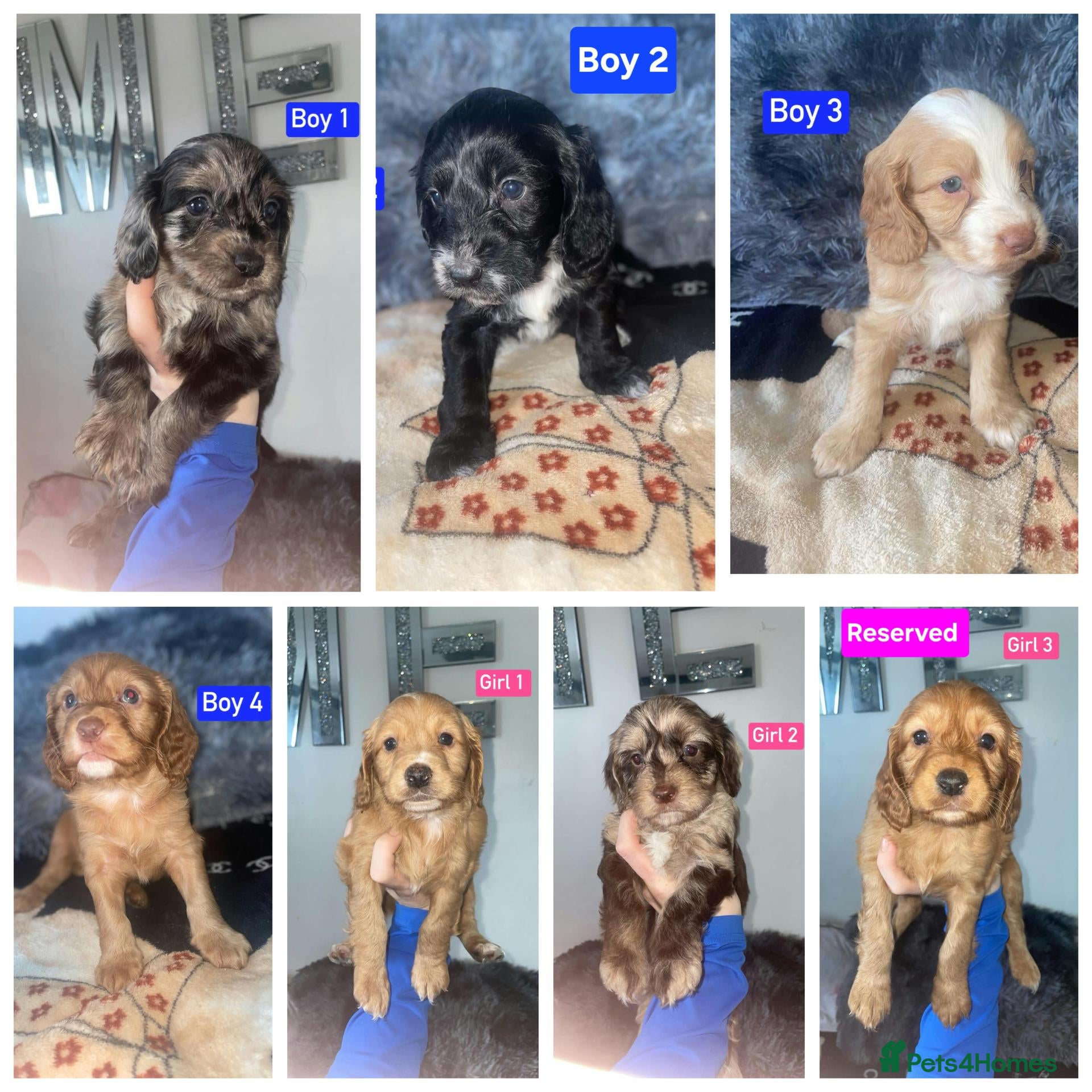 Cockapoo dogs x1 Girl & x4 Boys Available - Cockapoo Puppies  - Advert 6