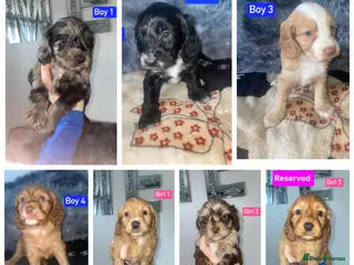 Cockapoo dogs x1 Girl & x4 Boys Available - Cockapoo Puppies - Advert 6