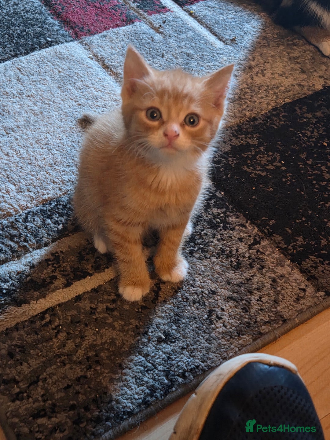 Mixed Breed cats for sale: Kittens ready 26th Aug - Image 10