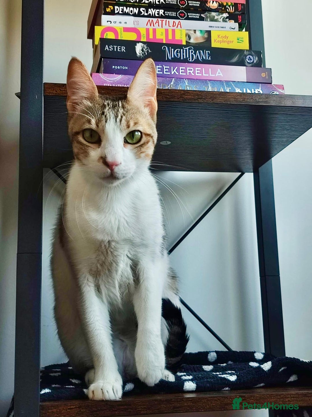 Mixed Breed cats for adoption: Female Indoor Cat for Adoption in Carshalton - Image 8