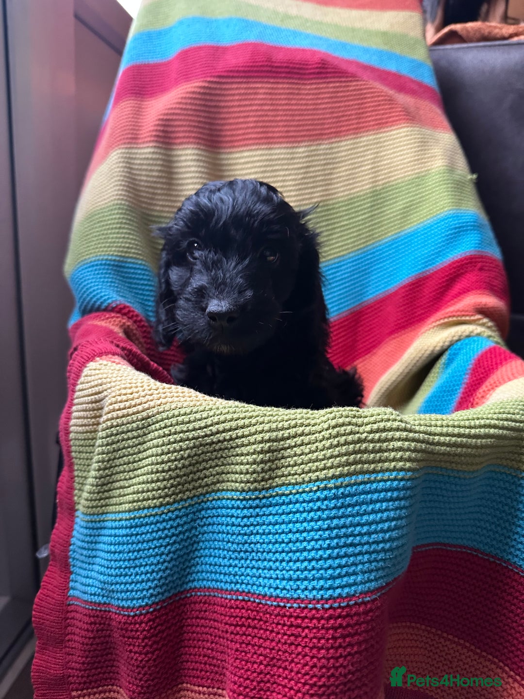 Cockapoo dogs for sale: Extensively health tested Cockapoo puppy’s  - Image 15