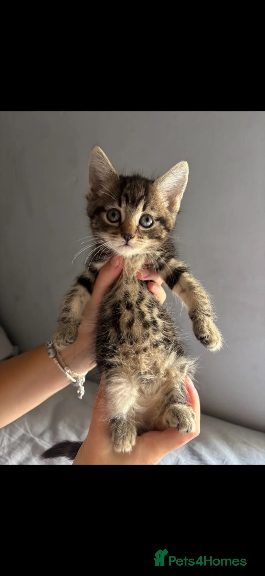 Mixed Breed cats for sale: Tabby cross Bengal kitten  - Advert 4
