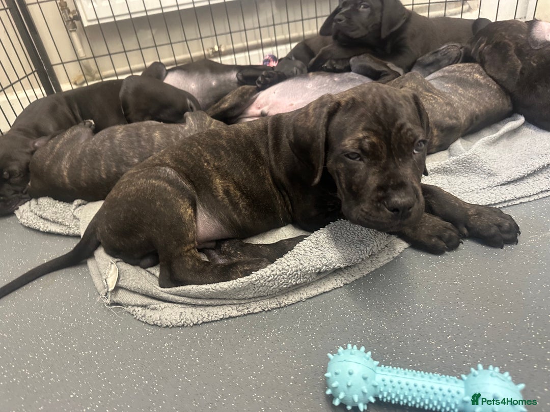 Cane Corso dogs for sale: READY REDUCED CANE CORSO - Image 4