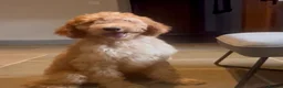 Goldendoodle dogs for sale: Irishdoodle Girls Need Their New homes  - Advert 4