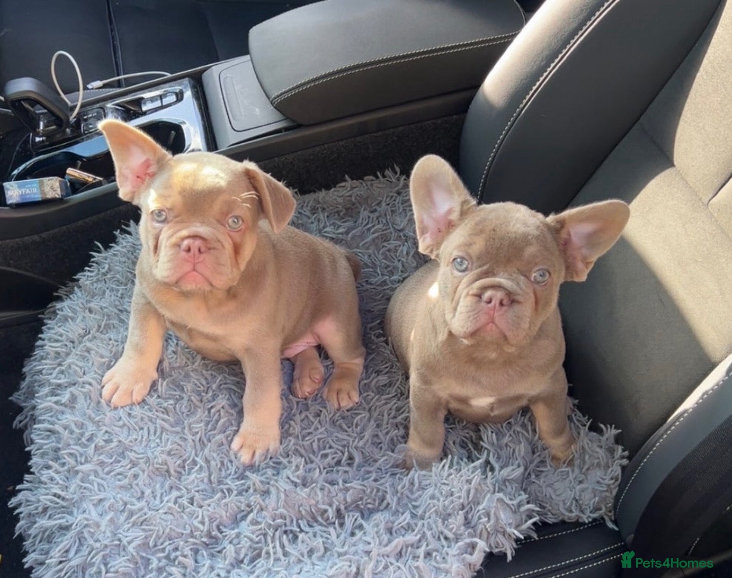 French Bulldog dogs Ready to go! Top quality French bulldogs  - Advert 5