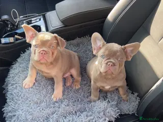 French Bulldog dogs Ready to go! Top quality French bulldogs - Advert 5