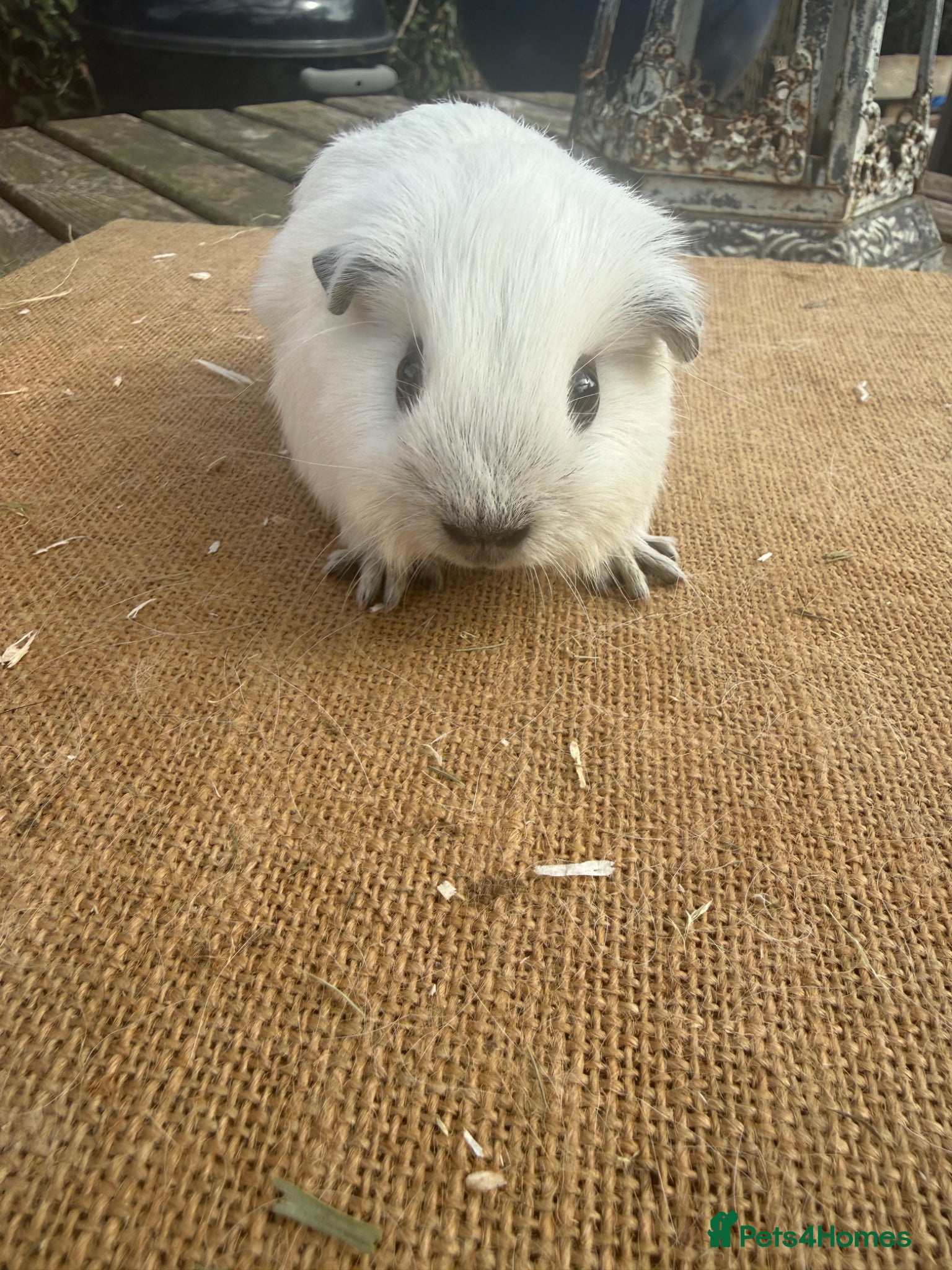 Guinea Pig rodents Pure bred Californian baby sow guinea pig - Advert 19