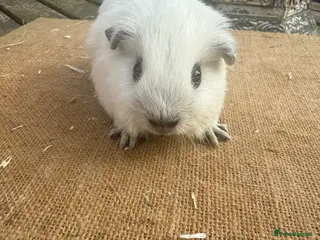 Guinea Pig rodents Pure bred Californian baby sow guinea pig - Advert 19