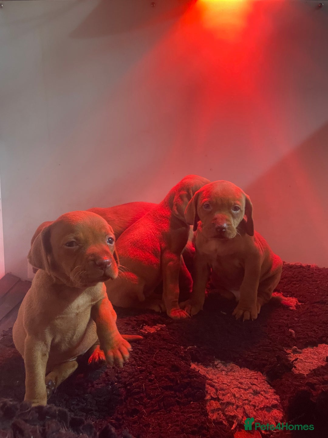 Hungarian Vizsla dogs for sale: 1 male KC registered Hungarian Vizla for sale  - Advert 3
