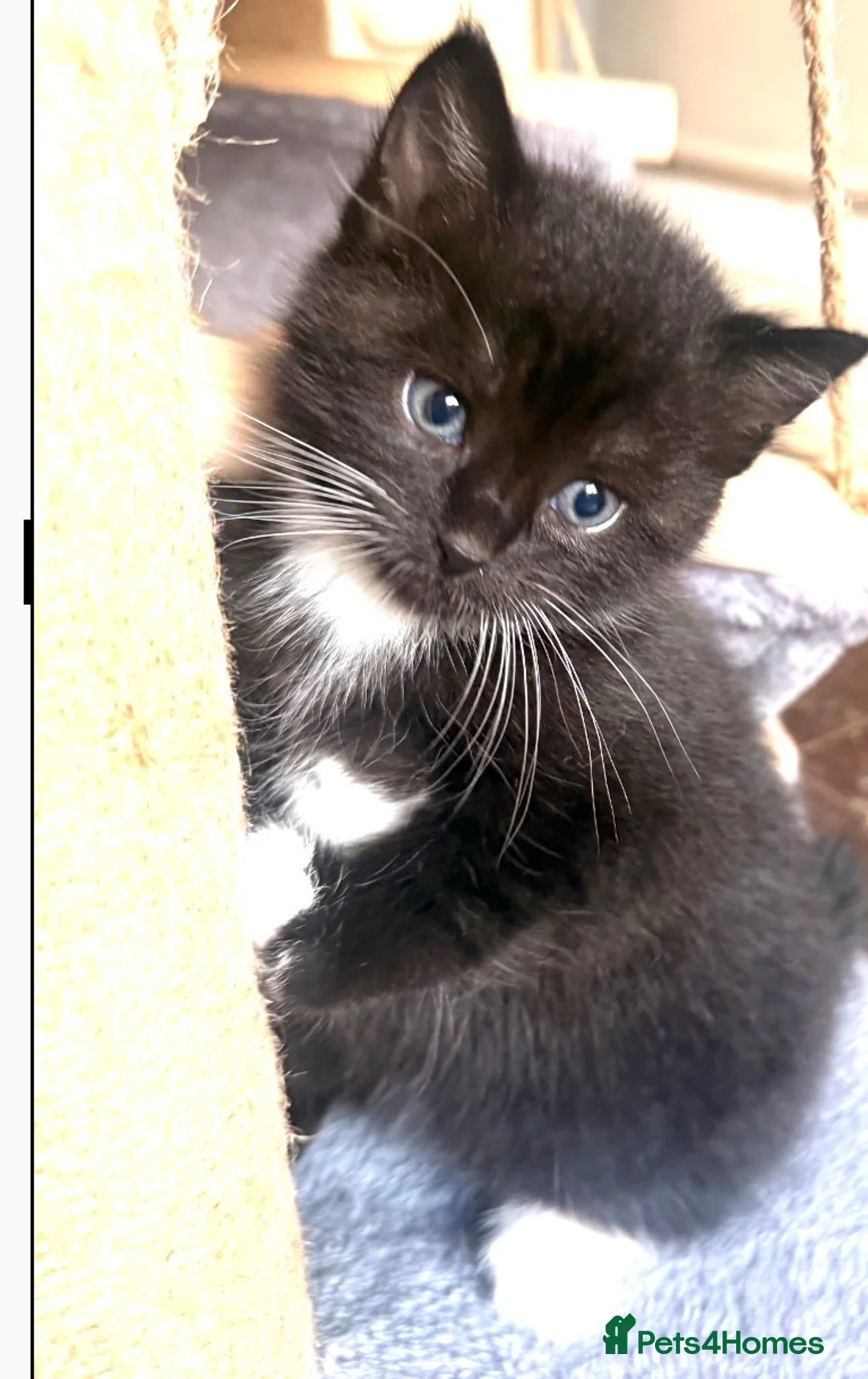 Mixed Breed cats for sale: Mixed Bread kittens - Advert 7