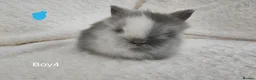 Lionhead rabbits for sale: Double mane lionhead rabbits seal point - Advert 9