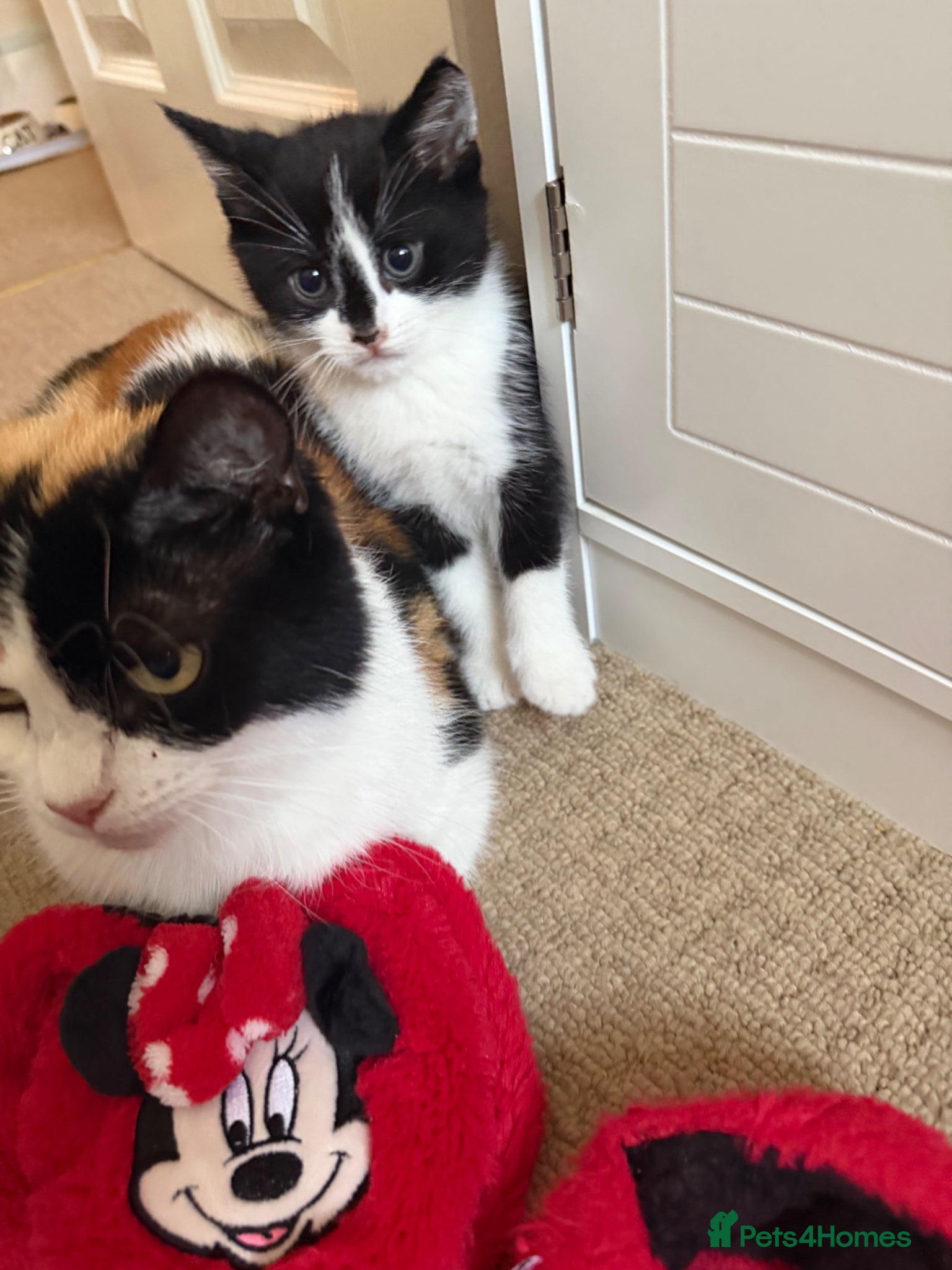 Mixed Breed cats Looking for forever home - Advert 3