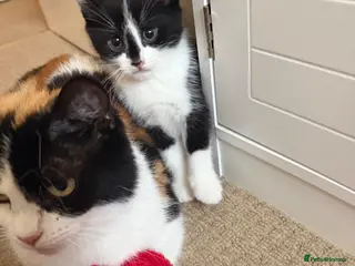 Mixed Breed cats Looking for forever home - Advert 3