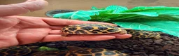 Tortoise reptiles for sale: Indian star tortoise  - Advert 5