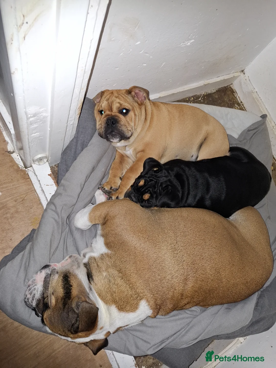 English Bulldog dogs for sale: English bulldog puppies  - Advert 2