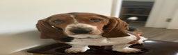 Basset Hound dogs for stud: Gorgeous basset hound  - Advert 5