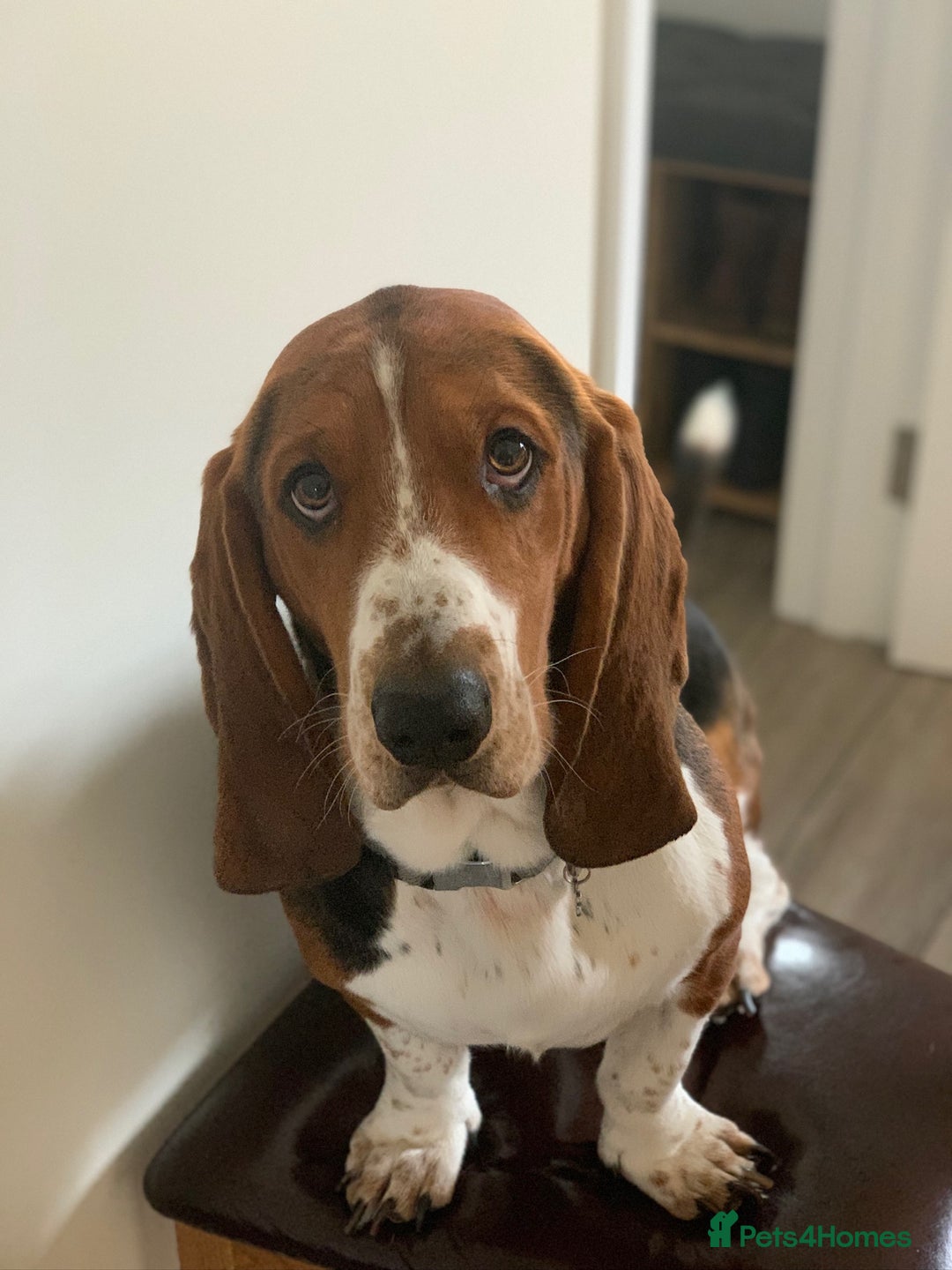 Basset Hound dogs for stud: Gorgeous basset hound  - Advert 5
