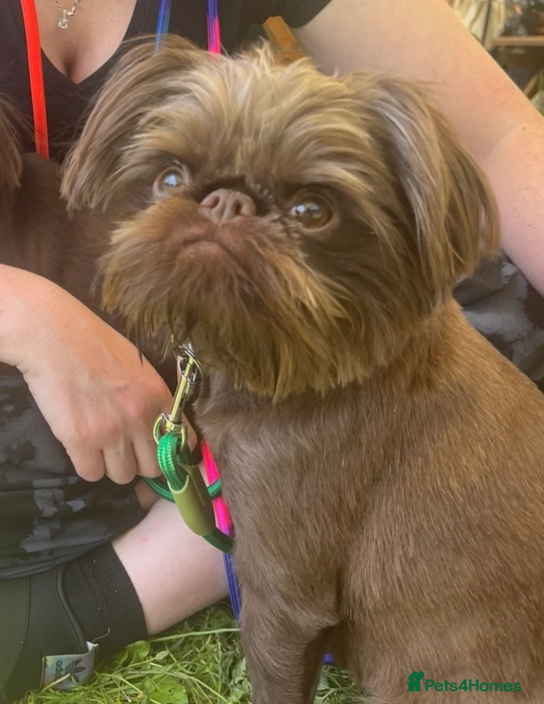 Griffon Bruxellois dogs for sale: Gorgeous Rough Coated 3 Year Old griffon Girl  - Advert 6