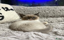 Ragdoll cats for sale: Ragdoll cross  - Advert 5