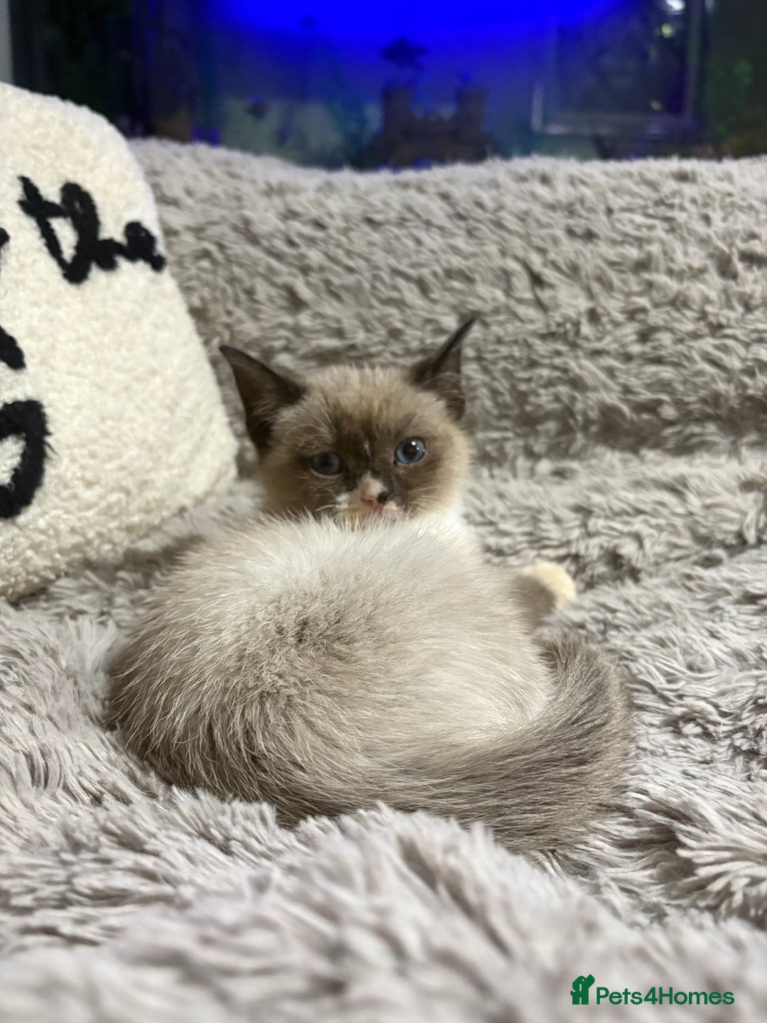 Ragdoll cats for sale: Ragdoll cross  - Advert 5