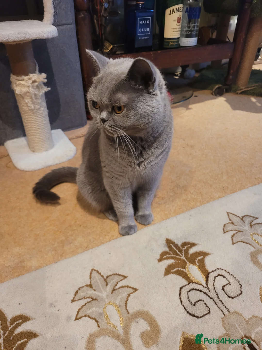 British Shorthair cats for sale: British Shorthair Girl  - Advert 10