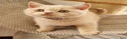 British Shorthair cats for sale: Cream British Shorthair boy  - Advert 3