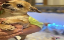 Chihuahua dogs for sale: 2 male Chihuahuas - Image 4