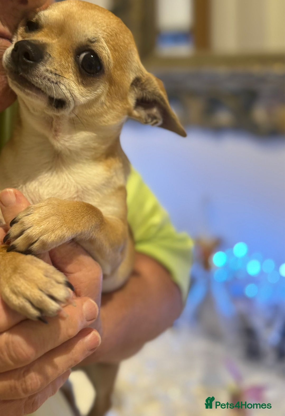 Chihuahua dogs for sale: 2 male Chihuahuas - Image 4