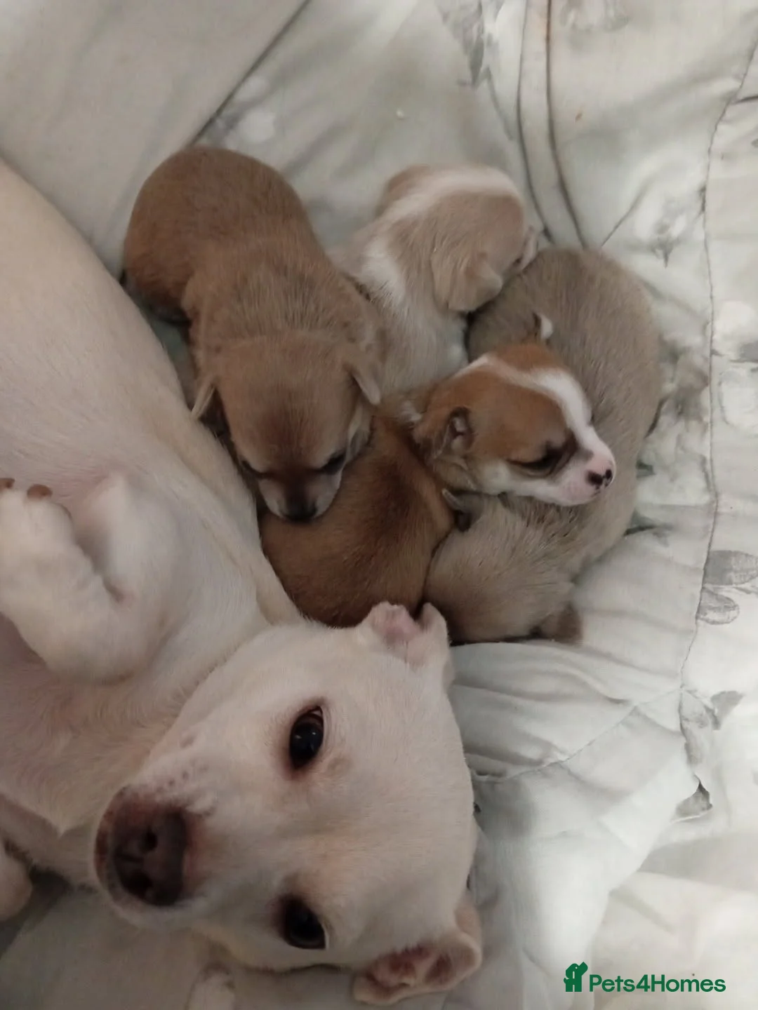 Chihuahua dogs for sale: 💛💚RefucedPEDIGREE CHIHUAHUAS💚💛 1 BOY LEFT - Advert 2