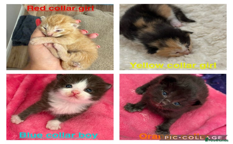 Domestic Shorthair cats - Advert 7