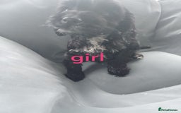 Cockapoo dogs for sale: Cockapoo pup - Image 1